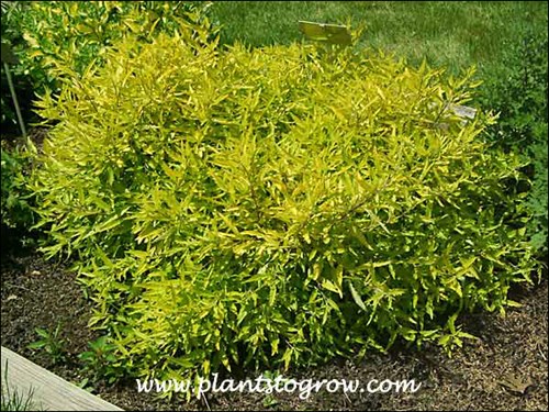 Worchester Gold in early May