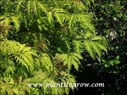 Foliage in the first week of May.