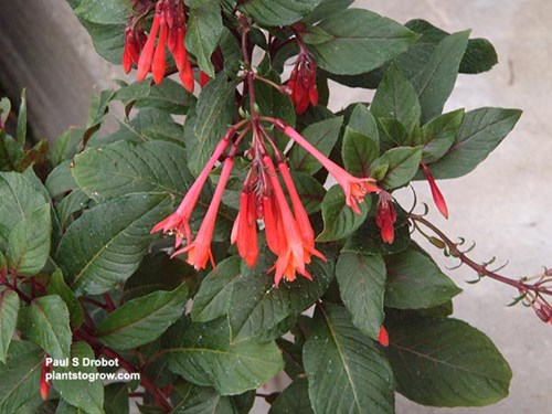 A close-up of the tubulor pendulent flowers.