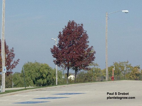 This tree is keeping a pyramidal shape.  The next picture has two Autumn Purple bought from the same nursery and planted the same time and they are more rounded.