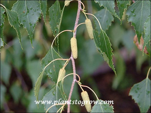 birch catkins