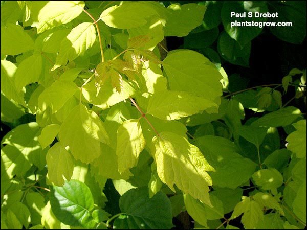 Early May foliage