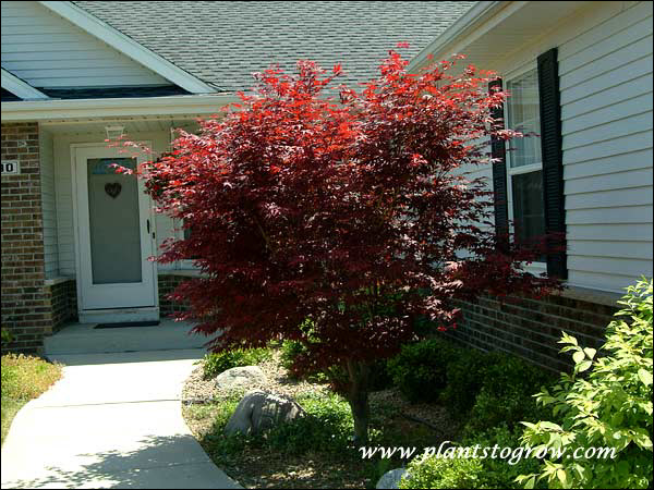 This is a large plant for zone #5. It is in the north west corner of the house.