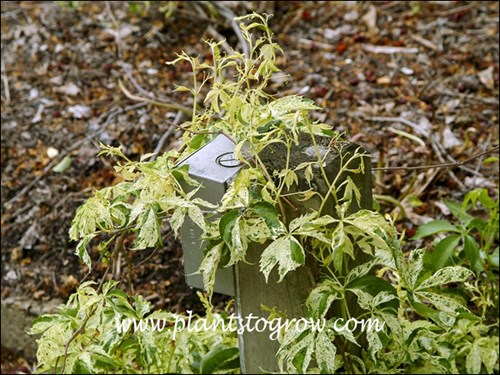 4-9 | Plants To Grow Plants Database by Paul S. Drobot