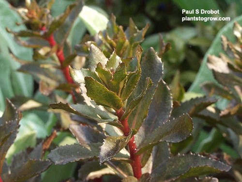 A close-up of the brownish/copper leaves and the red stem. In full sun the foliage will be a dark purple.