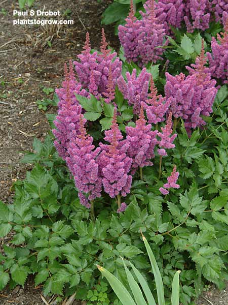 Astillbe "Visions"