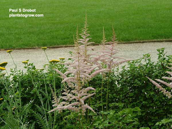 Astillbe "Moerheims Glory", blooming with a Yarrow. (July 18)