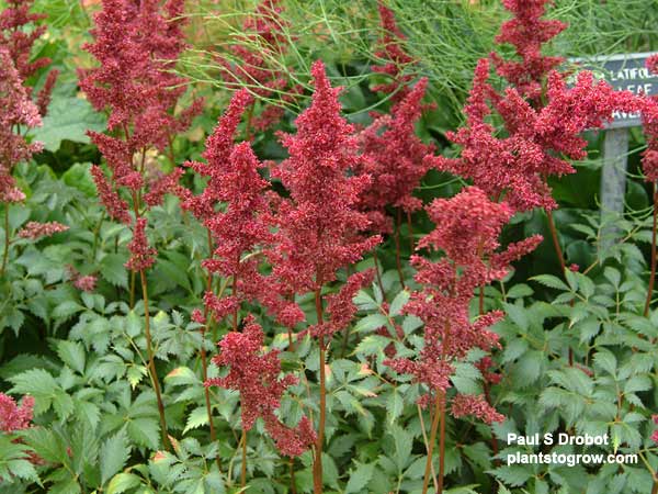 Astillbe "Etna", dark red, 20 " tall, dark green foliage, blooms mid-season, Arendsii hybrid