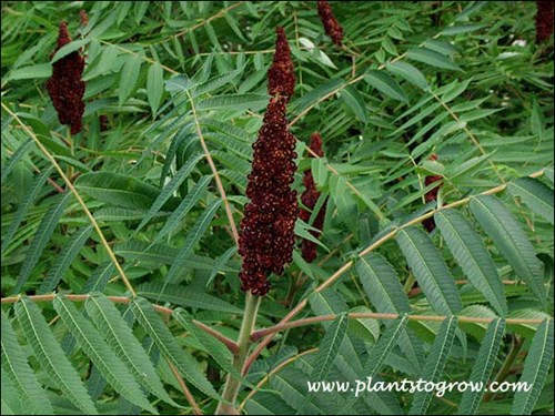 The large cluster of seeds in October