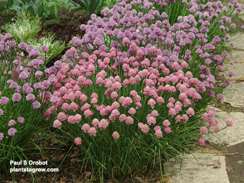A nice clump of Chives (Allium schoenoprasum) used in a herb garden.