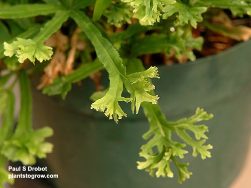 This shows the forked tips of the fronds. Newer growth seems to lack these.