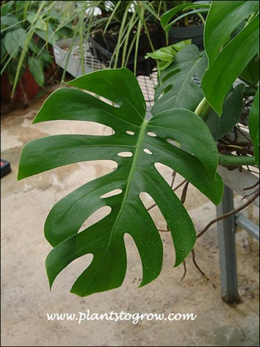 The very large deeply divided leaves