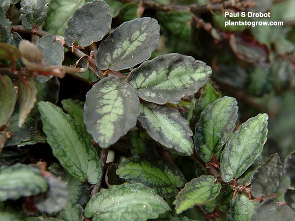 The watermelon colored foliage.
