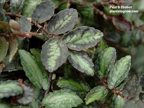 The watermelon colored foliage.