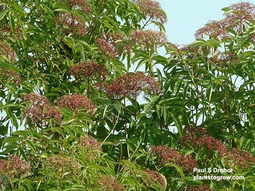 American Elderberry (Sambucus nigra canadensis)