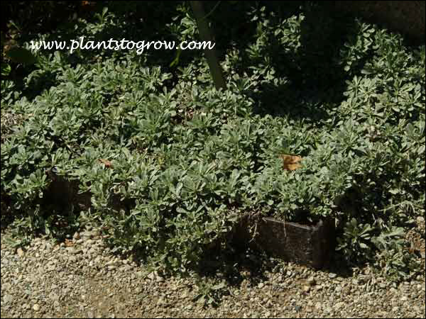 The foliage is very gray at this point in the growing season.(August)