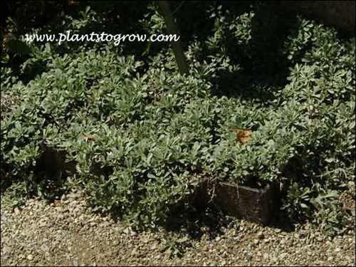 The foliage is very gray at this point in the growing season.(August)