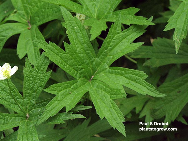 The upper whorl of leaves after the flower has dried up.