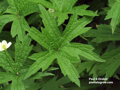 The upper whorl of leaves after the flower has dried up.