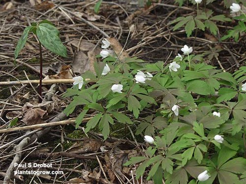 The flowers are not completely opened. (May 1).  Notice the Trillium erecta in the right hand corner.