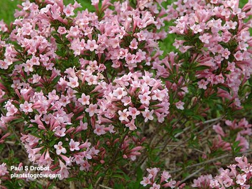 Pink Poppet Weigela (Weigela florida)