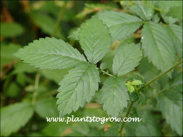| Plants To Grow Plants Database by Paul S. Drobot