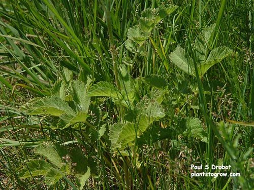 The pinnately compound leaves at the base of the plant.