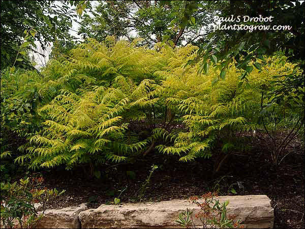 Tiger Eyes Cutleaf Sumac (Rhus typina)