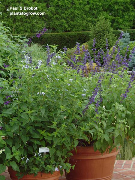 Some 4-5 foot plants in pots.