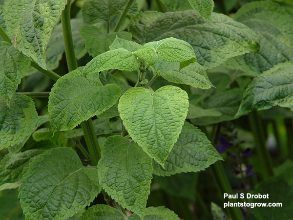 Salvia Omaha Gold (Salvia guaranitica)
This picture was taken in the heat of the summer and the gold variegation tends to fade.  In the cooler fall the variegation deepens.