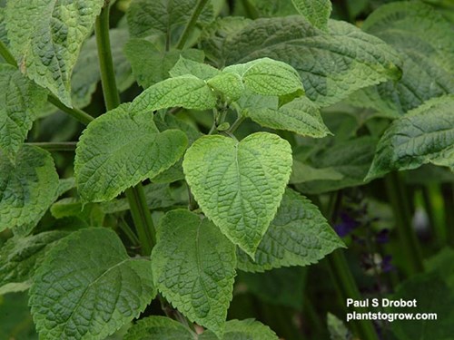 Salvia Omaha Gold (Salvia guaranitica)
This picture was taken in the heat of the summer and the gold variegation tends to fade.  In the cooler fall the variegation deepens.