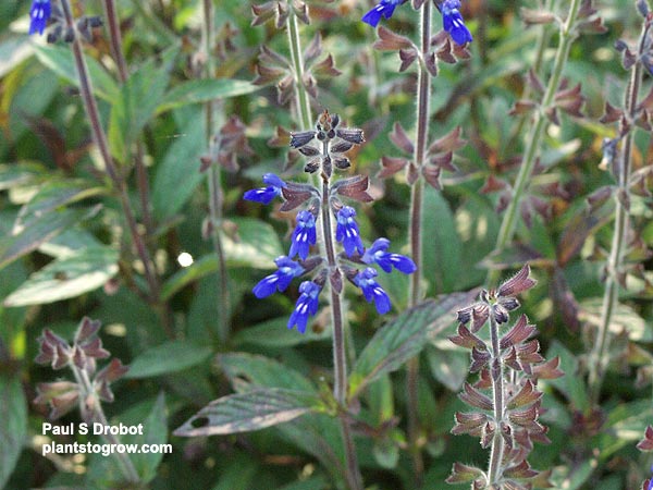 The white lines on the lower lips add another feature to the flower.