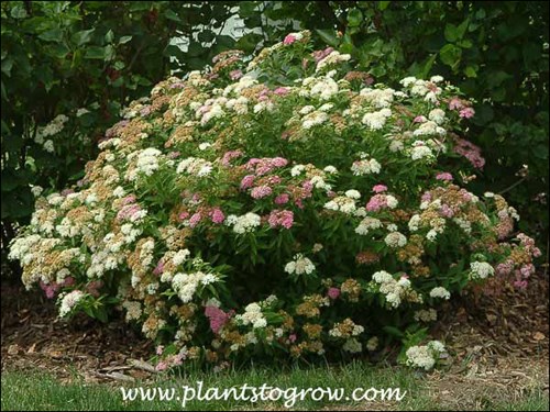 This picture was taken in mid-July and the plant was past it's prime blooming period.