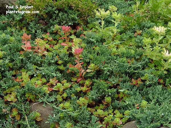Sedum Two Row Stonecrop (Phedimus spurium)
The Sedum was growing in among the branches of a Blue Rug Juniper.