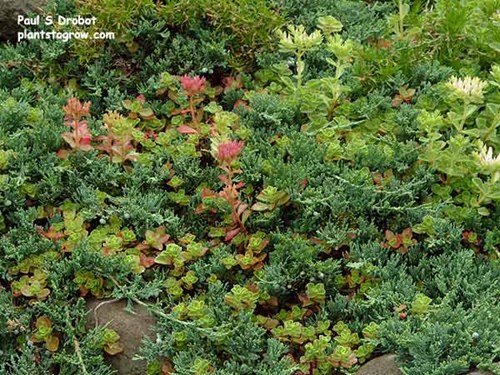Sedum Two Row Stonecrop (Phedimus spurium)
The Sedum was growing in among the branches of a Blue Rug Juniper.