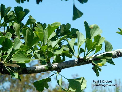 The leaves occur in clusters from spurs.