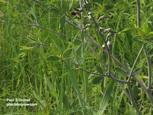 The compound tripinnate leaves. (June 30)