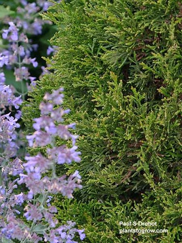 Emerald green Arborvitae (Thuja occidentalis)
The tips have a light green color. (June 25)