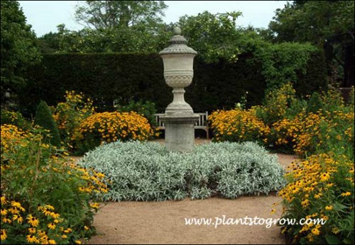 Valerie Finnis Artemisia (Artemisia ludoviciana)