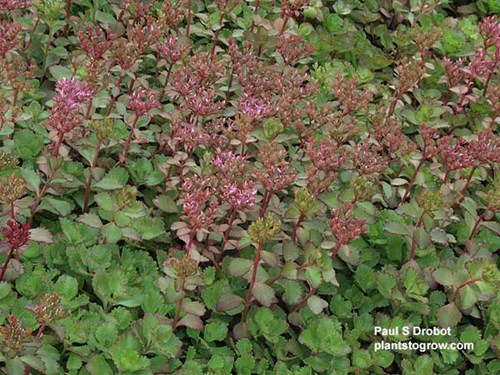 Sedum Elizabeth (Phedimus spurium)
The plant is just starting to bloom. The first three pictures were taken on June 23.