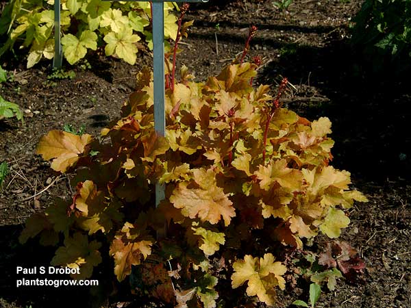 Heuchera "Amber Waves"