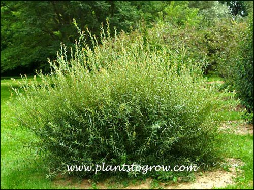 This shrub is pruned each year.