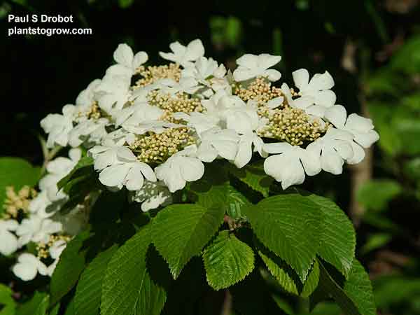 The outer flowers are sterile and the petals are actually sepals.  The inner non-showy flowers are fertile. The first 5 pictures were taken on May 24th.