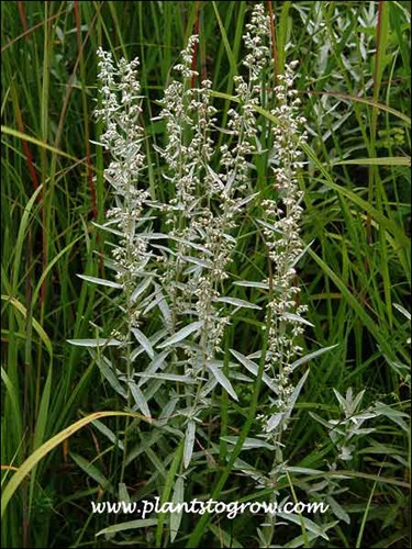 Flowering stalks of the plant on August 14
