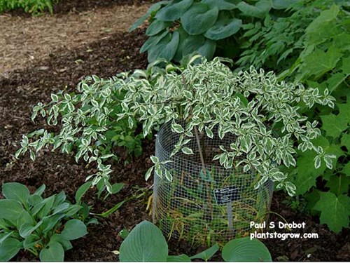 A small plant growing in the shade among the Hosta.