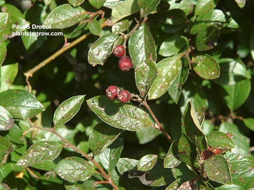 Picture taken in the fall showing the fruit which will turn to black.