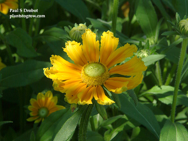 An odd ball flower with the frilled petal tips.