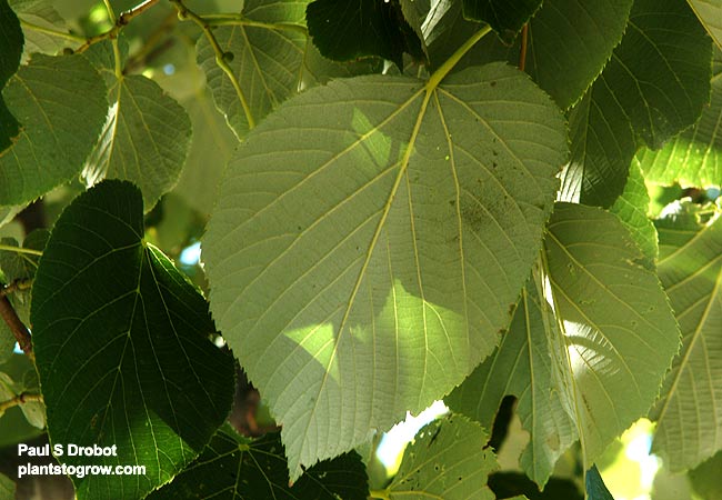 The whitish under surface or the leaf.
