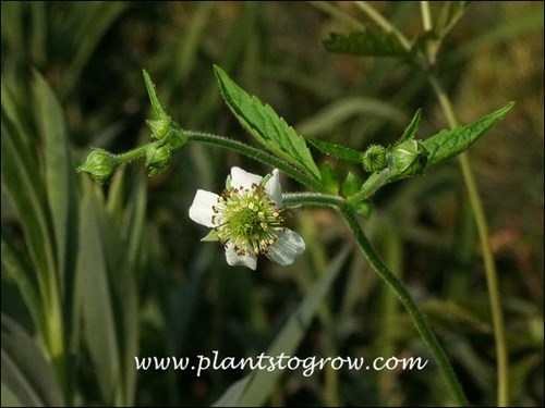 The flower with five petals and sepals plus numerous pistils and anthers. (June 30)
