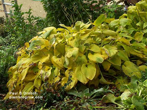 Hosta "Golden Sunburst" in October.